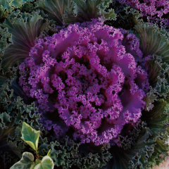 Ornamental Cabbage - Nagoya Rose