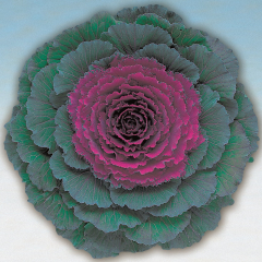 Ornamental Cabbage 'Pigeon Purple'
