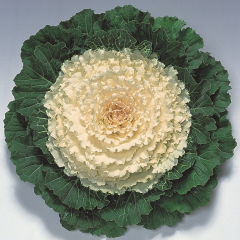 Ornamental Cabbage 'Pigeon White'