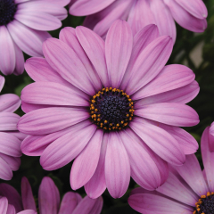 Osteospermum - Akila Lavender Shades