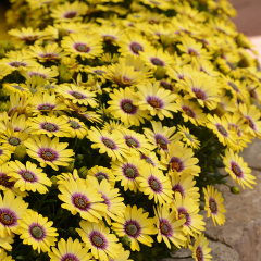Osteospermum - Dalina Special Blue Eyed Beauty
