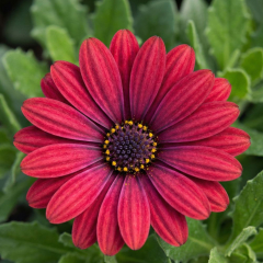 Osteospermum 'Erato Compact Cranberry'