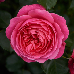Rose - Palace Bernstorff