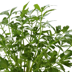 Parsley - Gigante De Napoli