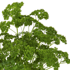Parsley - Grandeur Mooskrause 2