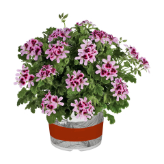 Pelargonium - Orange Fizz