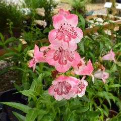 Penstemon - Strawberries & Cream