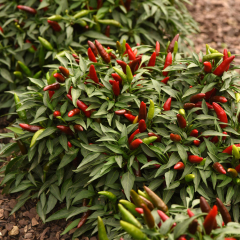 Chilli Pepper - Quickfire