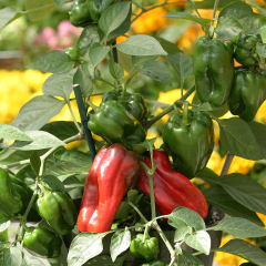 Sweet Pepper - Redskin