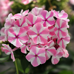Garden Phlox - Natascha
