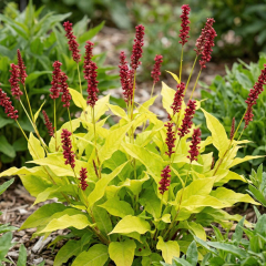 Persicaria - Golden Arrow
