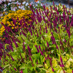 Persicaria - Golden Arrow