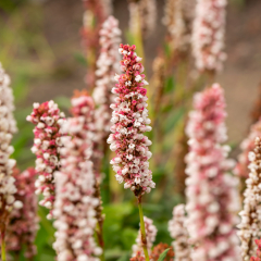 Persicaria - Darjeeling Red