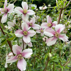 Philadelphus - Petite Perfume Pink