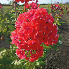 Garden Phlox - Orange Perfection