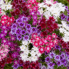 Phlox - Popstars Mix