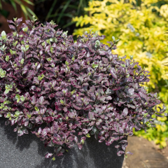 Pittosporum - Bannow Bay