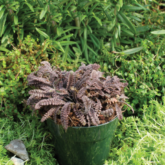 Leptinella - Platts Black