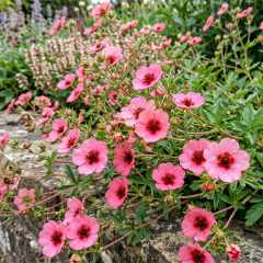 Potentilla - Miss Willmott