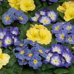 Primrose - Alaska Spring Sunshine Mix