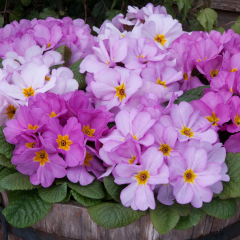 Primrose - Delia Woodland Dell