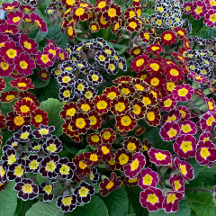 Primrose - Victoriana Mix