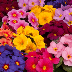 Primrose - Delia Mix