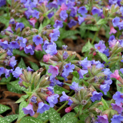 Pulmonaria - Trevi Fountain