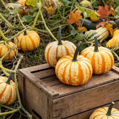 Pumpkin - Blaze