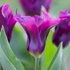 Tulip 'Purple Doll' 4 x Bulbs 