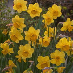 Narcissi 'Quail' 10 x Bulbs