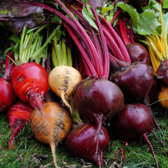 Beetroot - Rainbow Mix