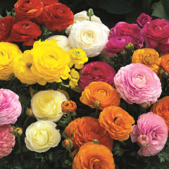 Ranunculus - Gambit Mix