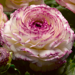Ranunculus - Gambit Vanilla Rose Bicolour