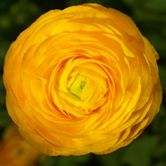Ranunculus - Magic Golden Yellow