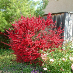 Leptospermum - Red Damask