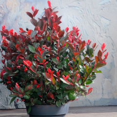 Photinia - Little Red Robin