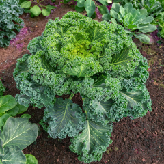 Kale - Reflex