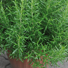 Rosemary - Abraxas
