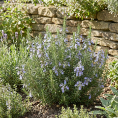 Rosemary 'Riviera Bush'