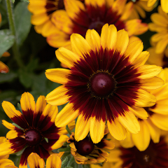 Rudbeckia - Pawnee Spirit