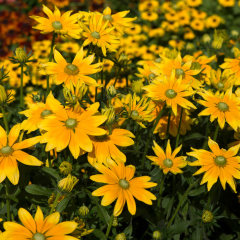 Rudbeckia (Black Eyed Susan) - Prairie Sun
