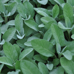 Sage - Culinaria