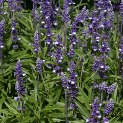 Salvia (Ornamental Sage) 'Fairy Queen'