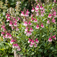Salvia (Ornamental Sage) 'Mirage Rose Bicolour'