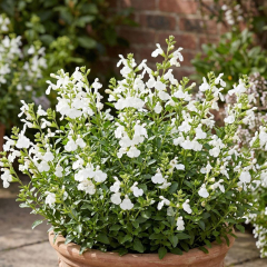 Salvia (Ornamental Sage) 'Mirage White'
