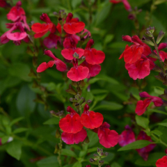Salvia (Ornamental Sage) 'Mirage Cherry Red'