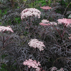 Elderberry 'Black Lace' 
