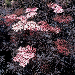 Elderberry 'Black Lace' 