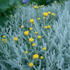 Santolina (Cotton Lavender) 'Yellow Buttons'